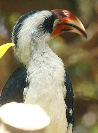 Bird3