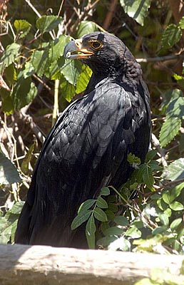 Bird7