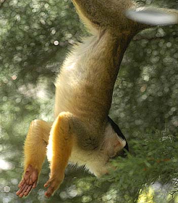 Squirrel2